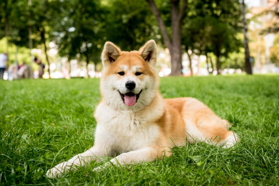 japán akita